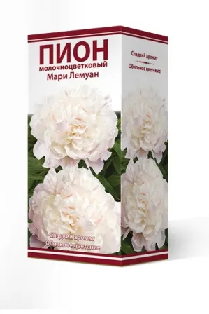 Кореневище Пион молочноцветковый Мари Лемуан 1шт Поиск 