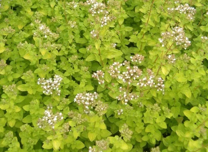 Корневище Душица обыкновенная Вайт 1шт. Поиск 