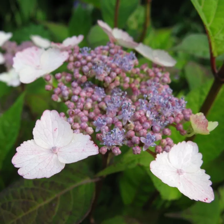 Гортензия пильчатая Интермедия Р17 Tw 