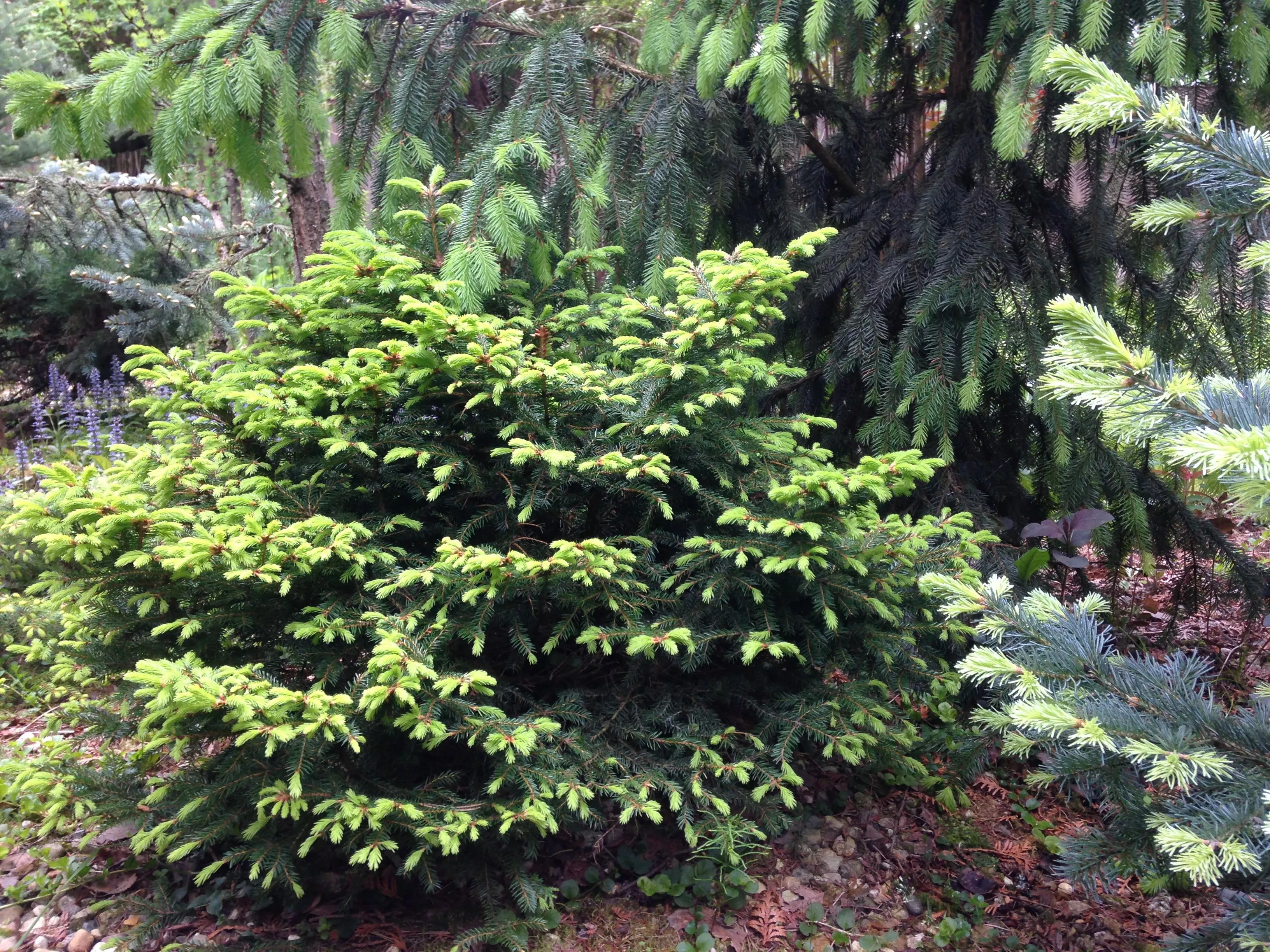 Ель обыкновенная Хенксгарден Бьюти v7,5 30-40 