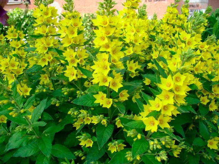 Вербейник р9 Push 