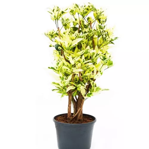 Кодиеум Миссис Айстон d19 h60 