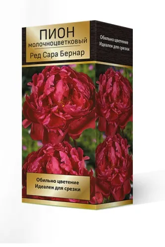 Пион молочноцветковый Ред Сара Бернар 2-3. 1шт Поиск 