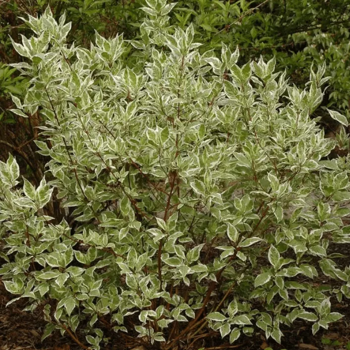 Дерен белый Крим Кракер v2 Lav 