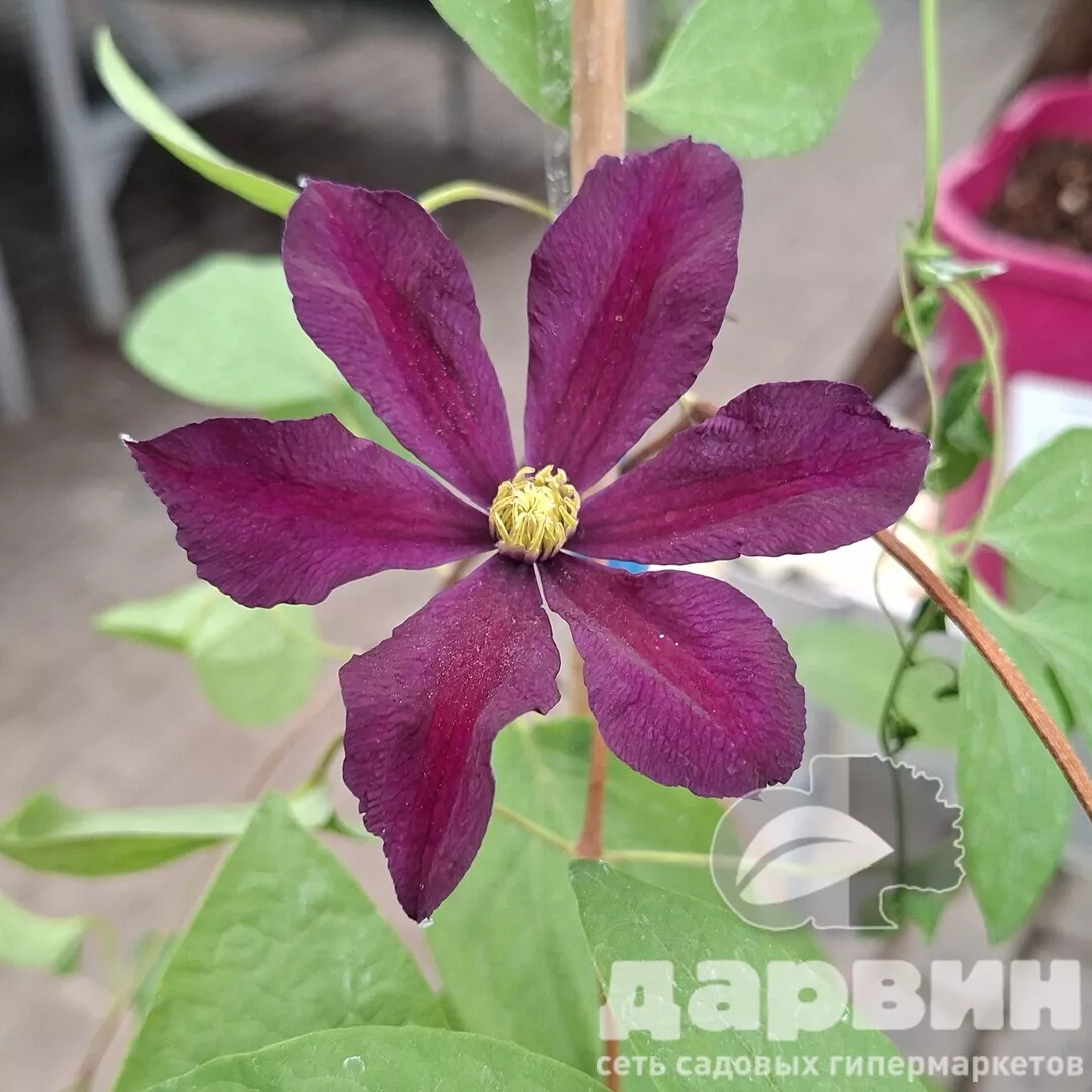 Клематис Уанс Мо v2 Cl 