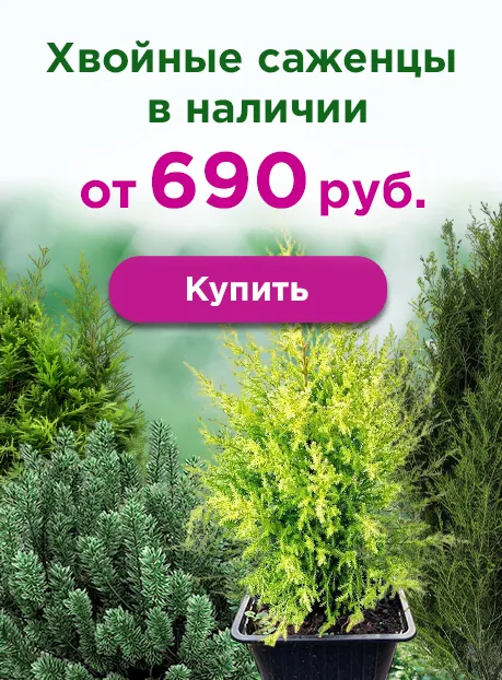 Хвойные саженцы