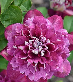 Клематис Хот Киссес v2 CL 