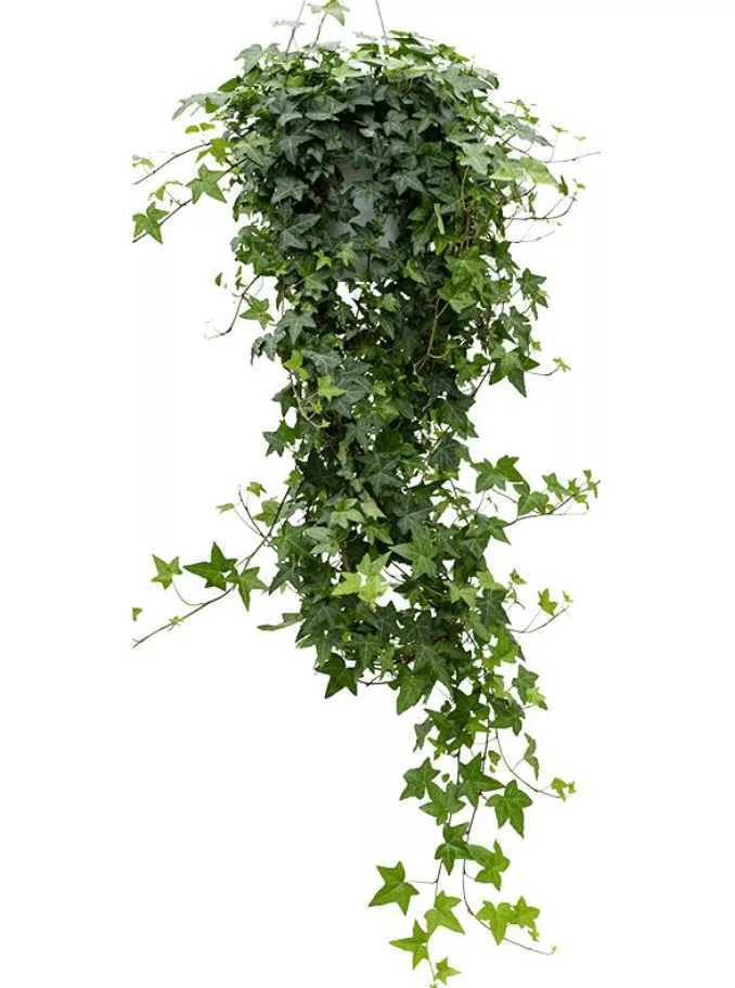 Плющ Хедера d12 ХР 