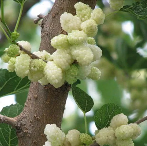 Шелковица белая  С5/C7,5 ЦО 