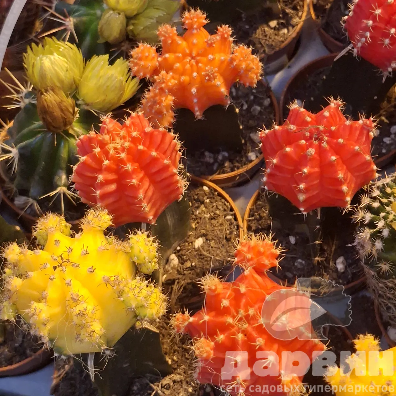 Гимнокалициум Японский d5 h15 