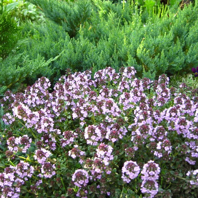 Тимьян карпатский р9 Sw 