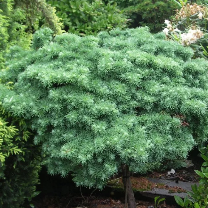 Растение лиственница кемпфера Блю дварф 30-40см Lt 