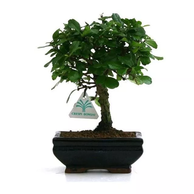 Бонсай Кармона в керамике d15 h25 