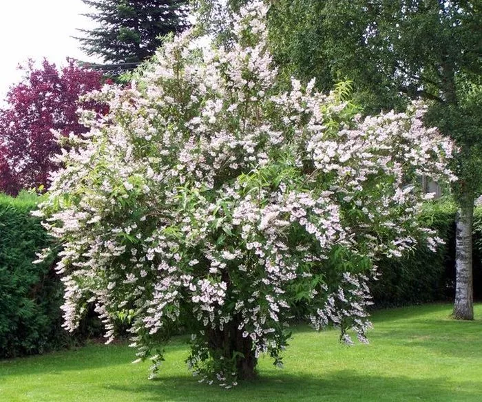 Дейция гибридная Кодсалл Пинк v2 Lav 