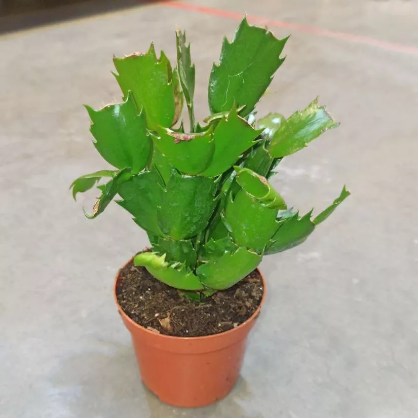 Декабрист d9 h20 ХР 