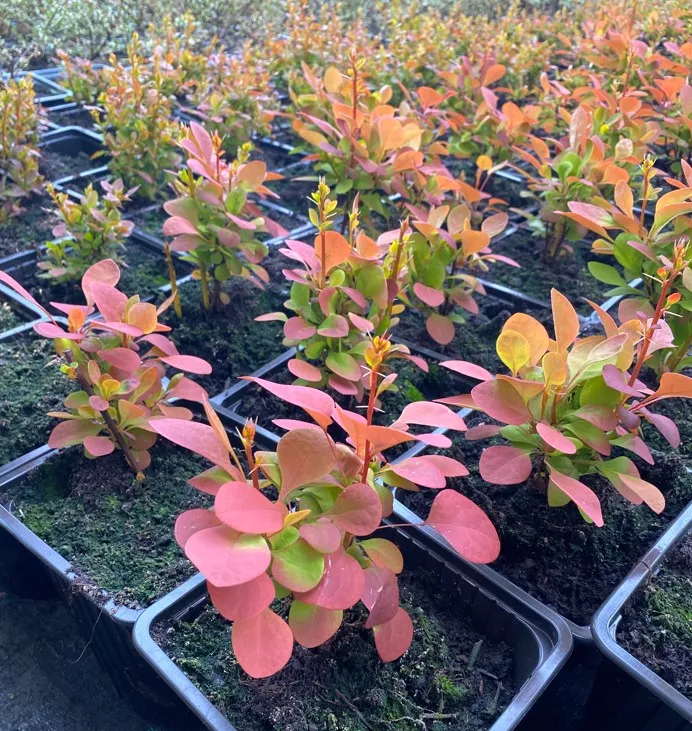 Барбарис тунберга Адмирейшин v2 Lav 