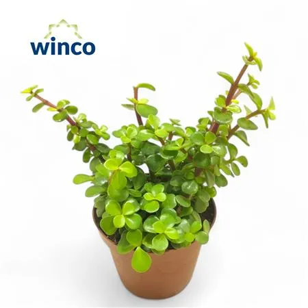 Крассула Афра вариегата d12 h20 