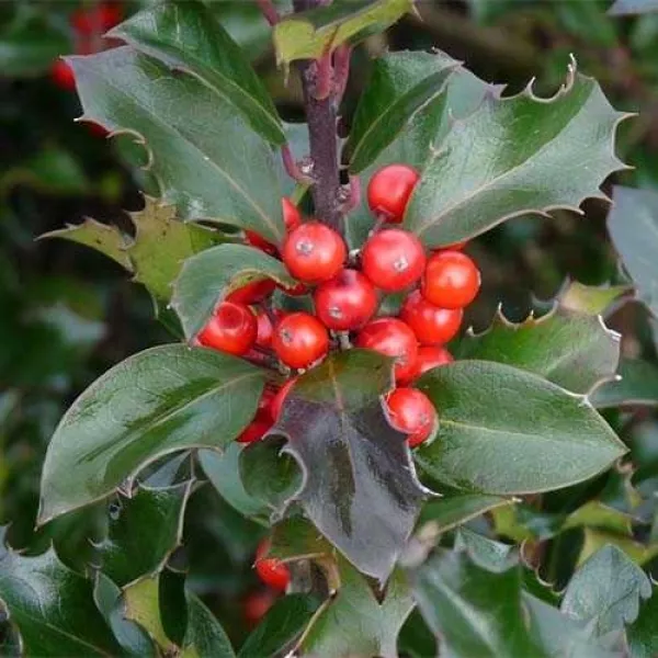 Падуб мезерва Блю Принц 80-100 