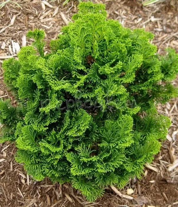 Кипарисовик тупой Нана Грацилис 20-25 cm cont. 3,0L Mt 