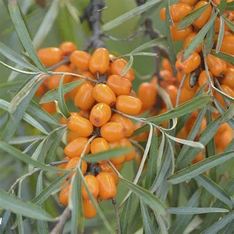 Облепиха Любимая в коробке ЦО 