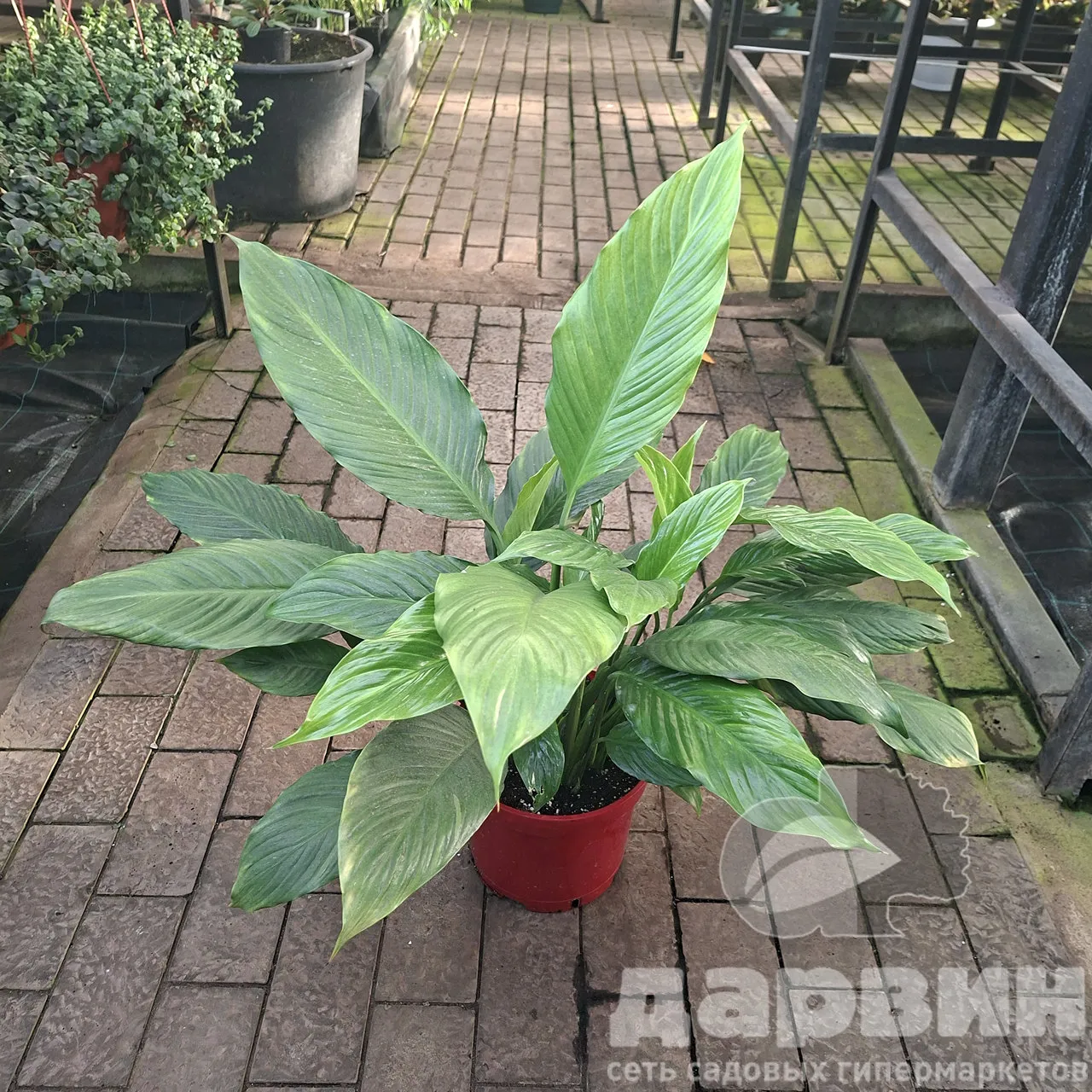 Спатифиллум д25 х50-60 тим marked
