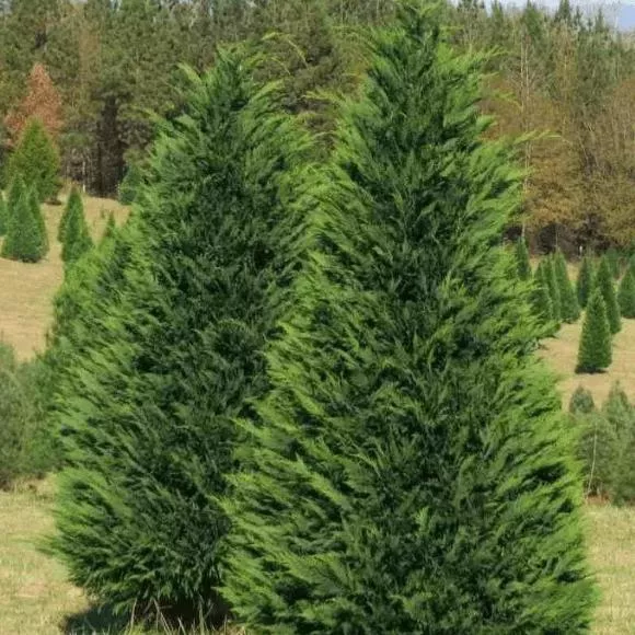 Купрессоципарис лейланда v2 Lav 