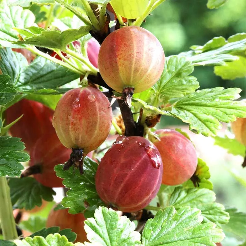 Крыжовник Надежный, красный v5 Tim 