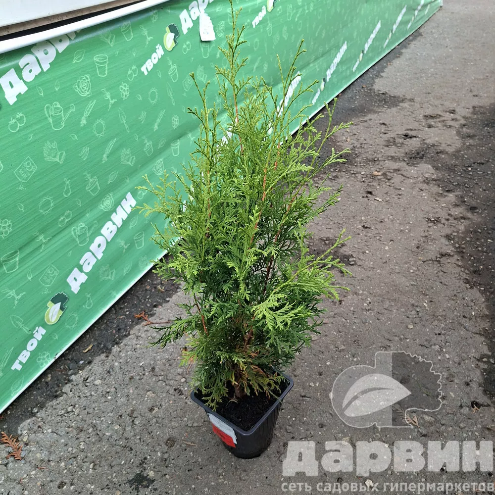 Туя западная Малониана v2 Lav 