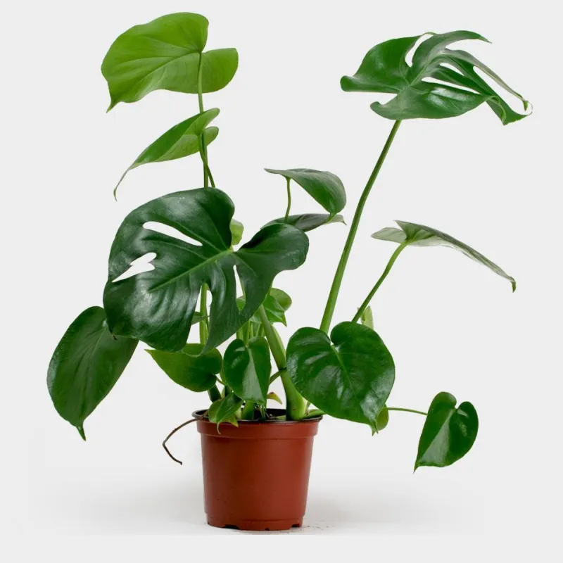 Монстера Делициоза d14 h55 