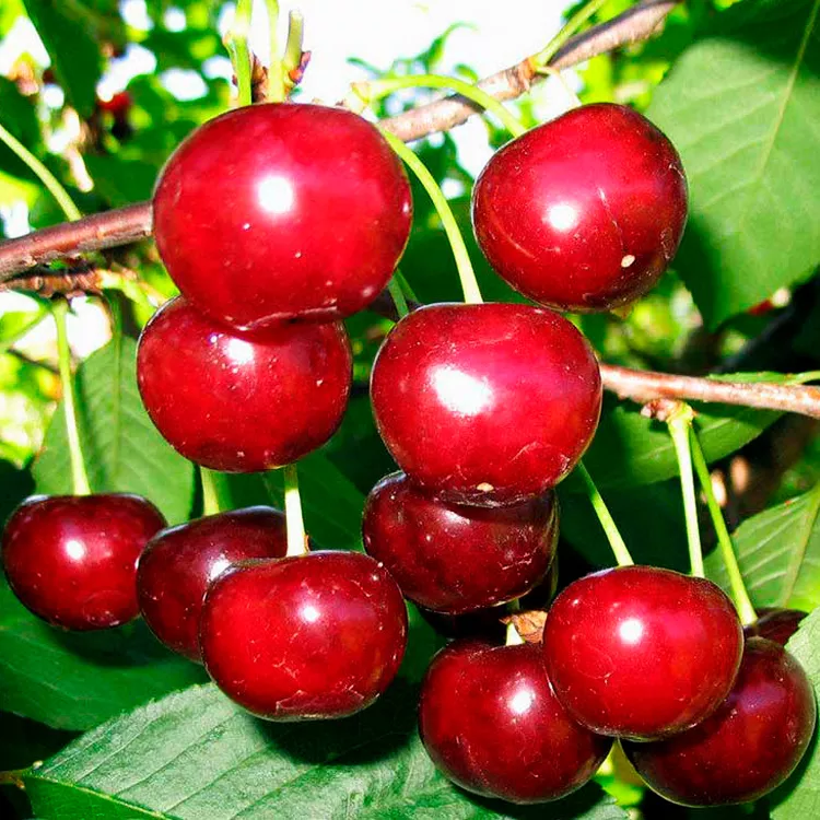 Черешня Лена 3-х летка Tim 