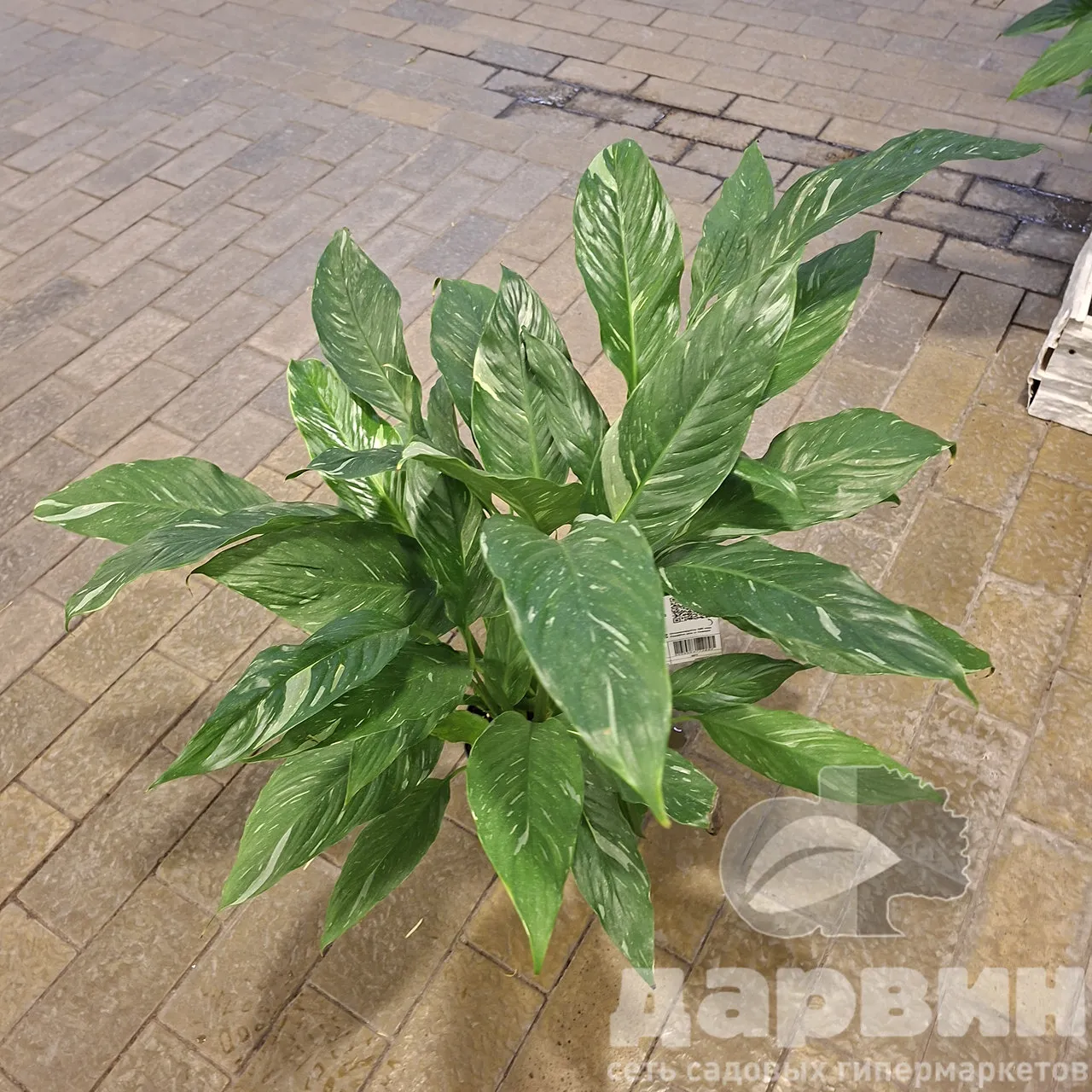 Спатифиллум Даймонд Вариегата д17 х60 WM