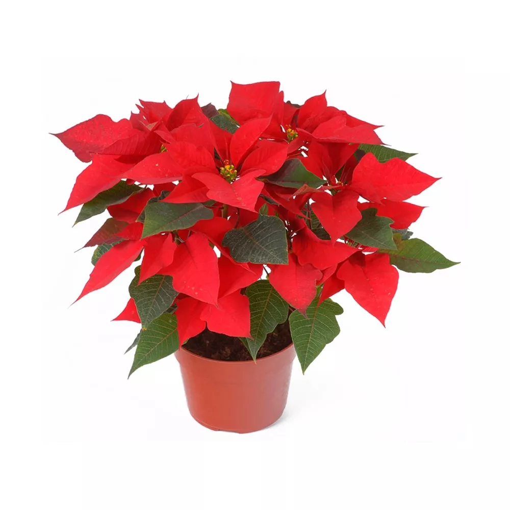 ОсновноеИзображение