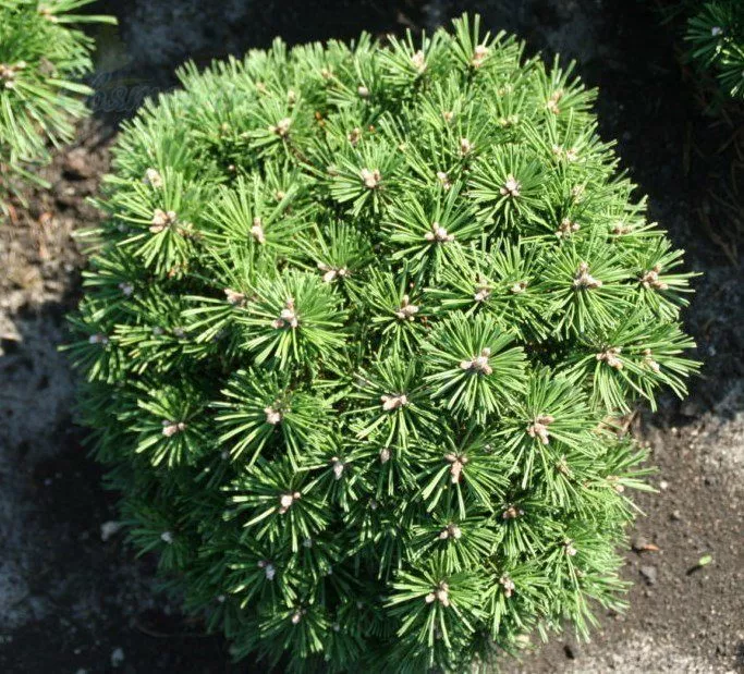 Сосна горная Бенджамин v5 20-30 UL 2017 