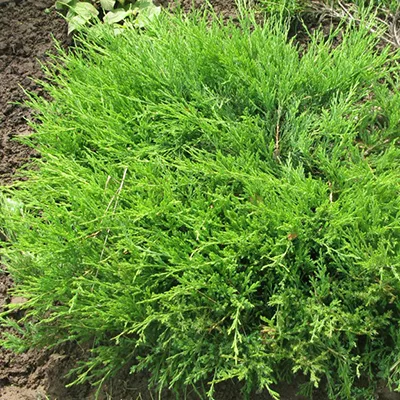 Можжевельник казацкий 80-100 Nik 