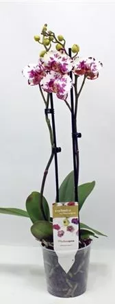 Фаленопсис 2 вет Виола d12 h50 