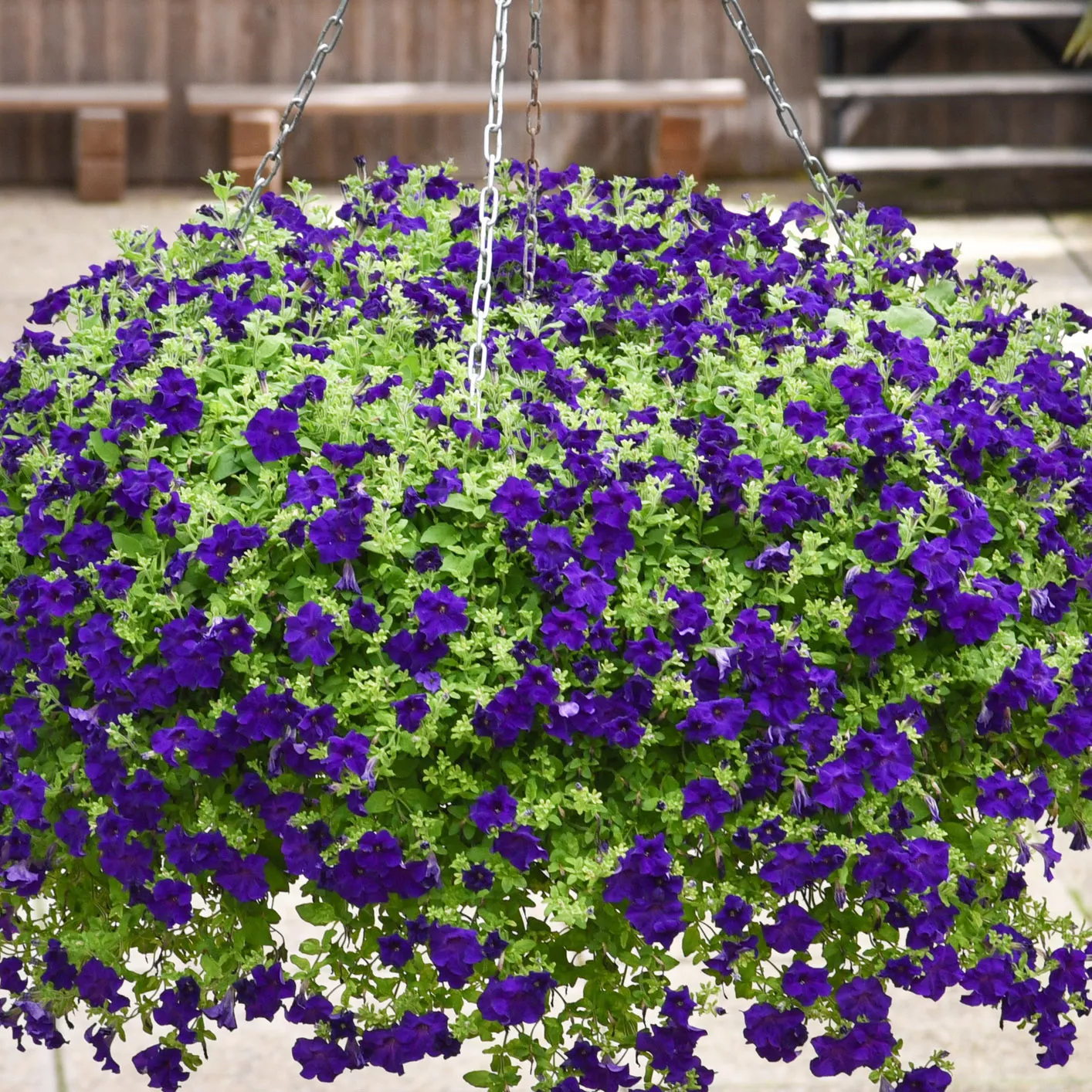 Петуния ампельная Патио синяя D23 ПВ 