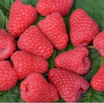 Малина ремонтантная Полонез v5 Tim 