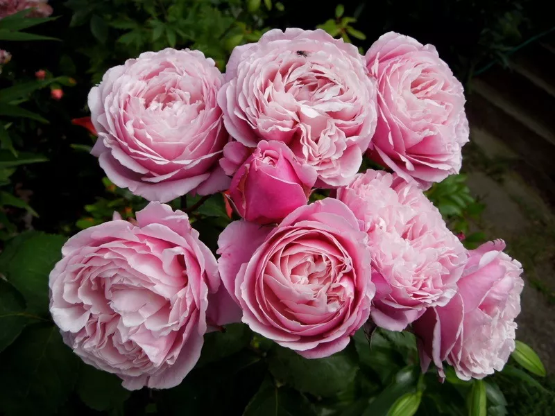 Роза парковая Дитэр Мюллер в коробке ЦО 