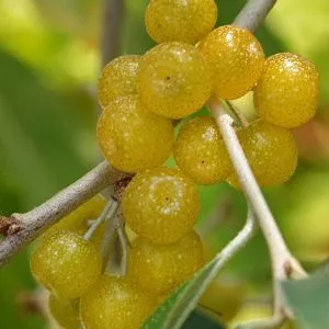 Лох зонтичный Фортунелла v2 CL 