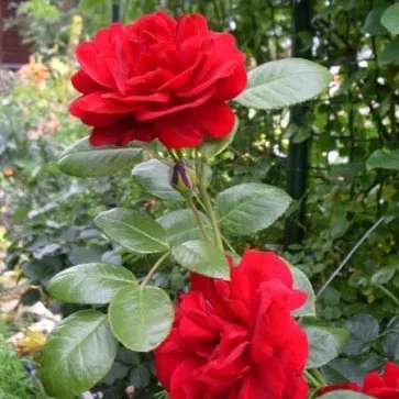 Роза плетистая Симпатия, c5 Tim 