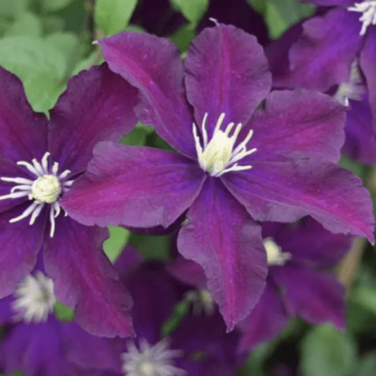 Клематис Уанс Мо  Р9 CL 