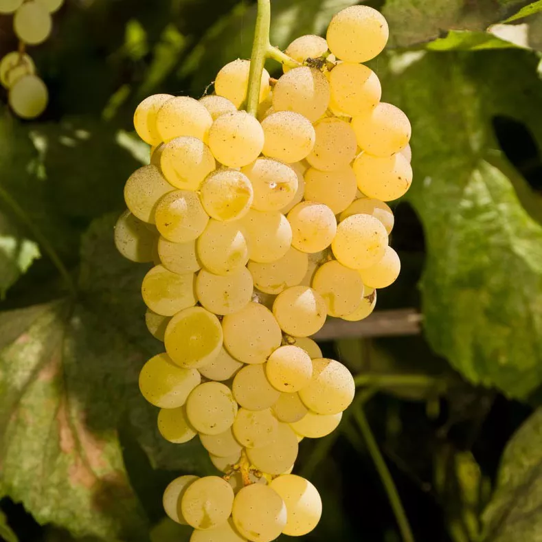 Виноград плодовый Химрод С3-5 Tim 