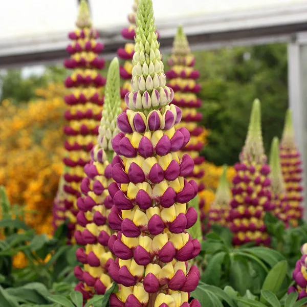 Корневище НВМ Люпин Перпл/Йеллоу (I) 1шт 