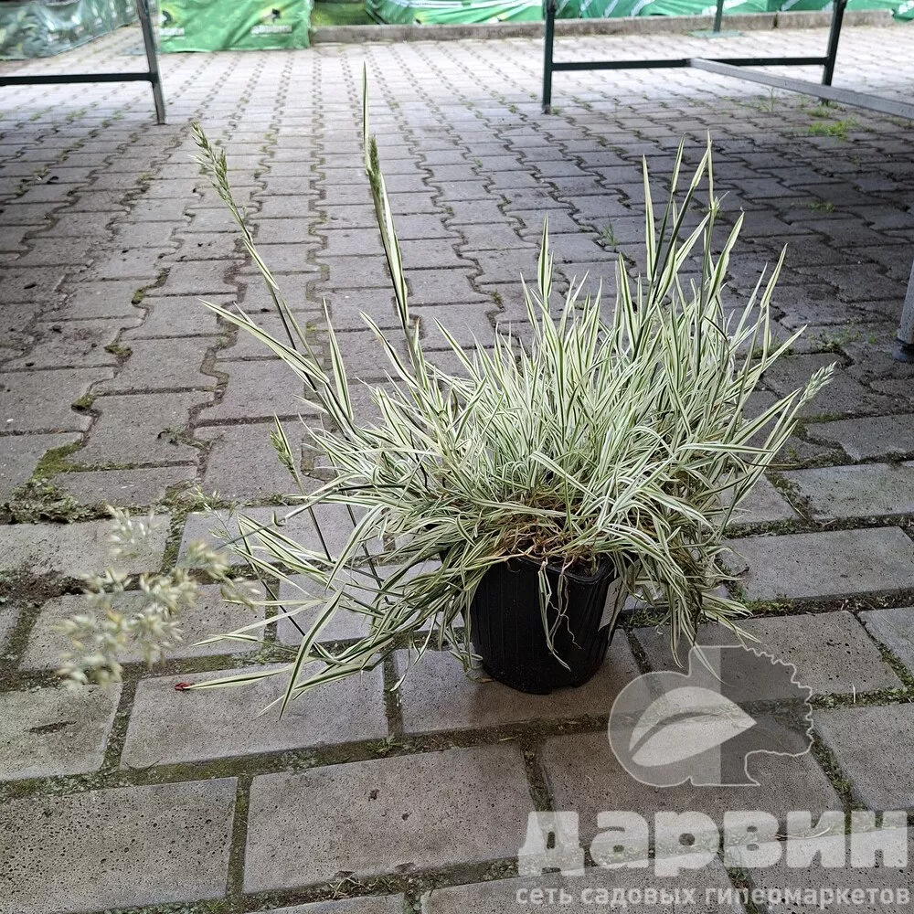 Холкус D11 bix 