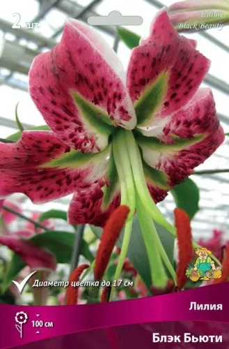 Луковица Лилия видовая Блэк Бьюти 1шт Поиск 