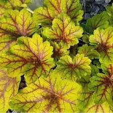 Гейхера гибридная Электра (С2) ЦО 