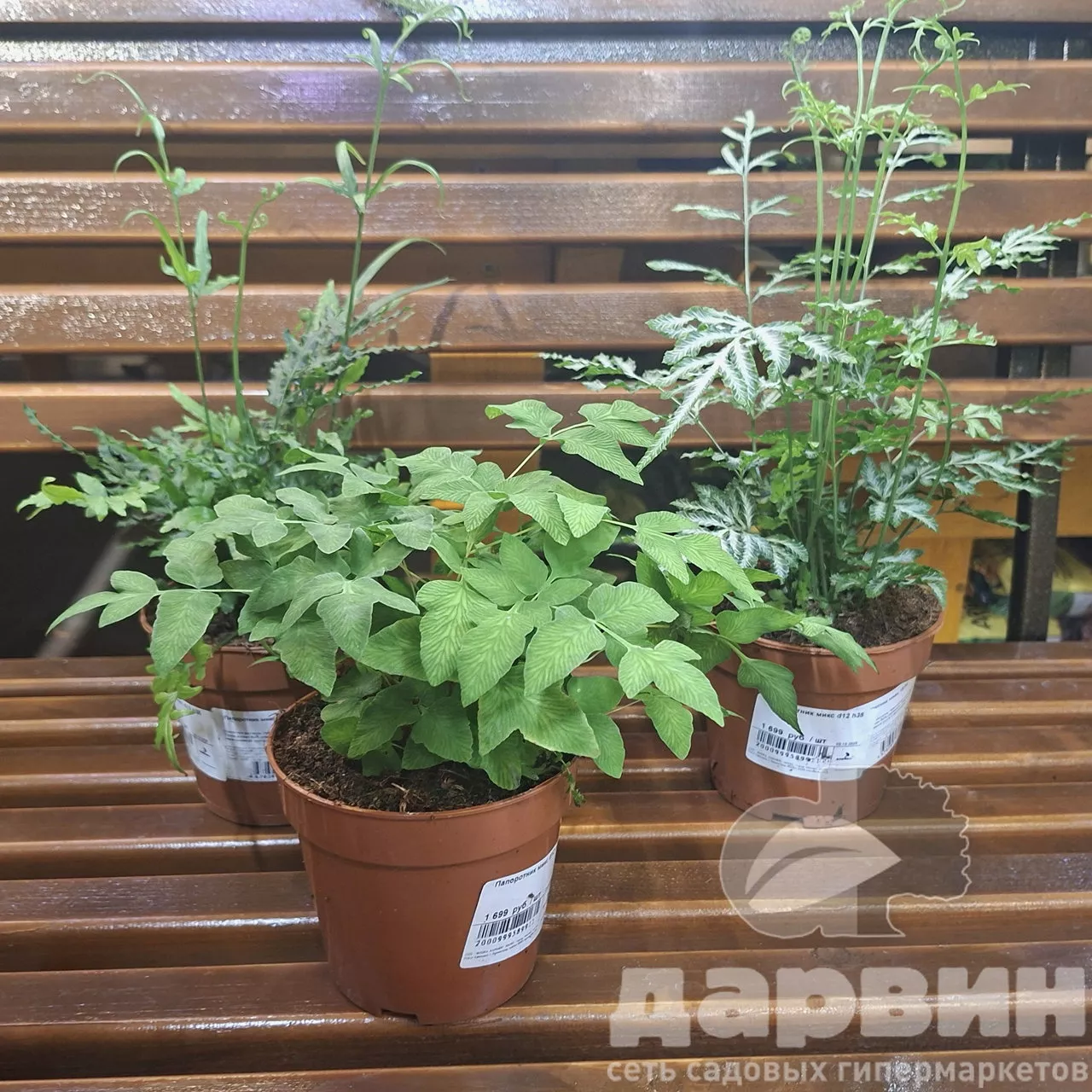 Папоротник микс d12 h35 