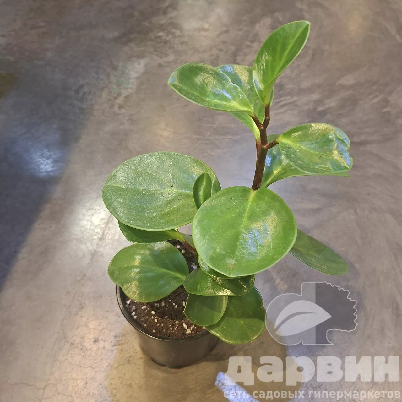 Пеперомия туполистная d12 Tim 