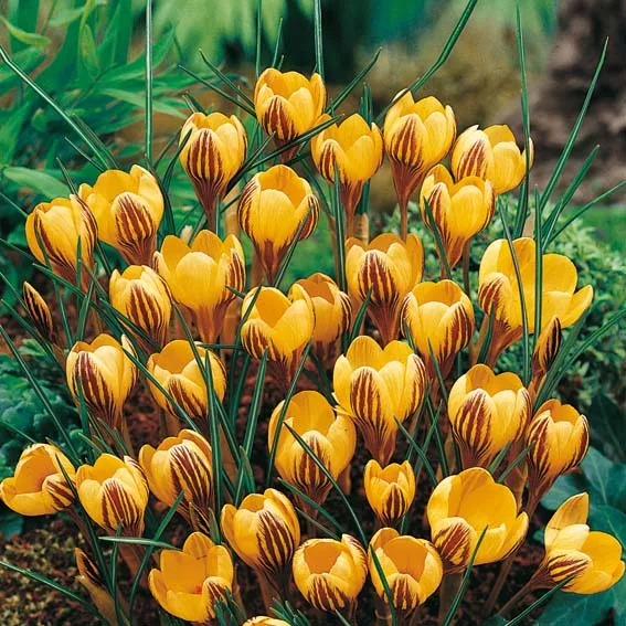 Луковица НВМ Крокус Джипси Герл 5/7 желтый 15шт 