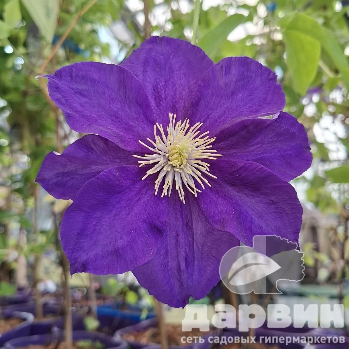 Клематис Неонка C2 